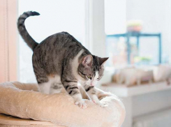  На Кубани пройдет маленький дождик, тепла не будет 