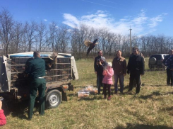 Сотни фазанов выпустили в охотничьи угодья Успенского района