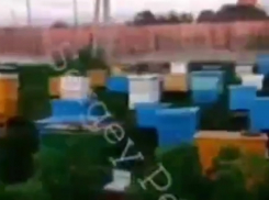 Видео с пасекой от «члена кущевской банды» опубликовали в сети