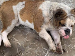 Краснодарская полиция проверяет информацию о выброшенном в мусорный бак псе