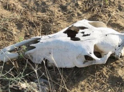 Судебные приставы борются с администрацией Отрадненского сельского поселения из-за скотомогильника