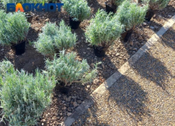 Главная агропромышленная ярмарка открылась в Краснодаре 20 марта 