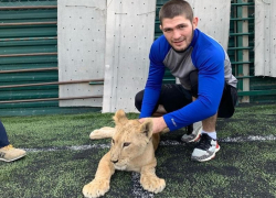  Хабиб прокомментировал в Краснодаре слухи о завершении карьеры 