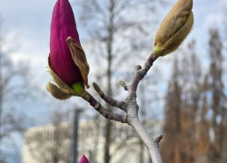Нежная магнолия Суланжа зацвела в парке Галицкого