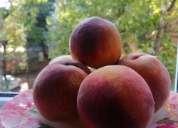О пользе винограда, персиков, слив и алычи: интервью с врачом с Кубани