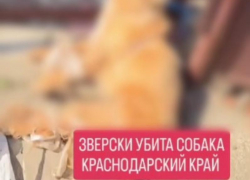 На Кубани пенсионерка задушила проволокой застрявшую в заборе собаку