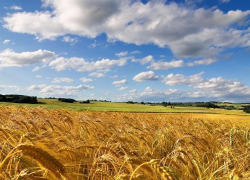 Сельхозпродукция Кубани будет выпускаться под единым брендом