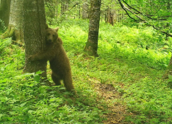 Медведи пугают по ночам жителей Сочи
