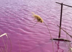 Жалобы краснодарцев на загрязнение озера привлекли внимание Бастрыкина 