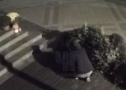 Женщина под покровом ночи «обнесла» клумбу в центре Краснодара