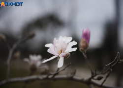 Дожди и туман окутают Краснодар в понедельник