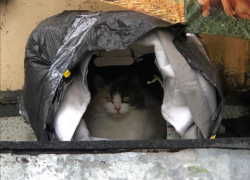 Очередная порция дождей ждет Краснодар 