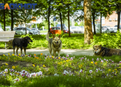 Жара до +32 градусов накроет Краснодарский край