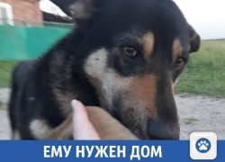 Милый пес ищет новый дом