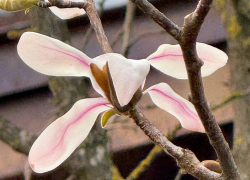 В парке Галицкого зимой распустилась магнолия