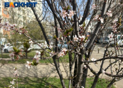 Опасные для будущего урожая заморозки надвигаются на Краснодарский край