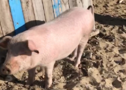 В Краснодарском крае свиньи оккупировали пляжи