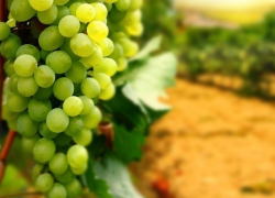 В сплошные виноградники превратится Краснодарский край