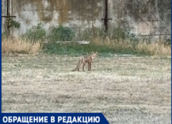 Лисы облюбовали поселок в Краснодарском крае: жители разделились на два лагеря