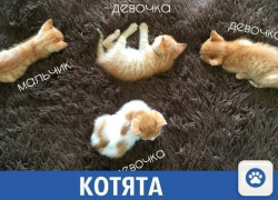 Красивые котята в подарок