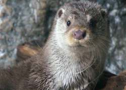 Сочинский оракул Гарри предсказал итоги матча в Сочи