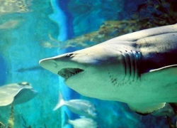 Краснодарский океанариум «Океан Парк» продают за 120 миллионов рублей 