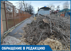 «Мама, чем я буду дышать?» - у школы №17 в Краснодаре спилили здоровые деревья