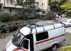 Во время урагана в Сочи упавшее дерево убило человека