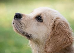 За жестокое обращение с животным кубанцу грозит срок