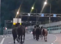 Агрессивная лошадь на трассе в Сочи лягнула автомобиль