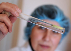 Более 4,5 тысяч кубанцев пострадали от укусов клещей