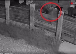 Краснодарка заявила об изнасиловании ребёнка собакой