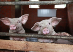 Долги кубанских аграриев решили погасить за счет госбюджета 