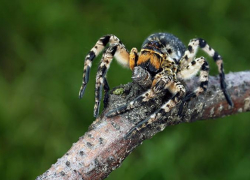 Зверье мое: паук-волк, южнорусский тарантул или Мизгирь и его жизнь на Кубани