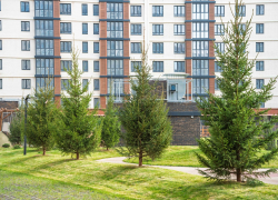 Экологичный ноябрь с DOGMA: новые деревья появились в микрорайоне «Парк Победы»