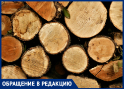 «Комсомольский решили превратить в пустыню», - краснодарка жалуется на тотальную вырубку деревьев