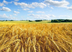  Кубань стала второй в рейтинге региональных экономик 