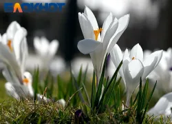 Первая рабочая неделя весны начнется с теплой и солнечной погоды 