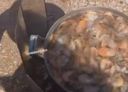 Тысячи крупных креветок выбросило на берег Азовского моря в Краснодарском крае: видео
