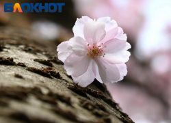 В Краснодаре температура воздуха опустится до +8