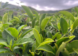 Цены на чай и муку изменили в Краснодаре