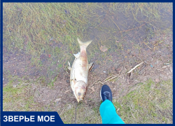 В Краснодаре на берег реки Кубань выбросило огромную рыбину