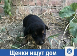 Помогите щенкам найти дом на Кубани 