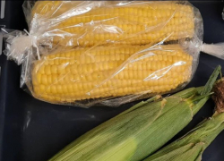 Более двух тонн зараженной кукурузы завезли в Краснодар