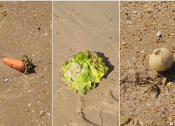 «Можно варить борщ»: морковь и капусту выбросило на берег Анапы во время шторма