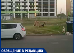 Дикая стая собак поселилась около детской площадки в Краснодаре