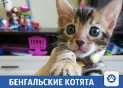 Продаются бенгальские котята от титулованных родителей