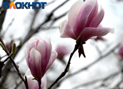 До +21 градуса прогреется воздух в Краснодаре сегодня 