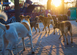 Стая бродячих собак напала на девушку в Краснодаре 