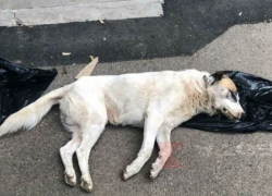 В Краснодаре до смерти забили бродячую собаку